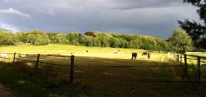 pension_chevaux_01