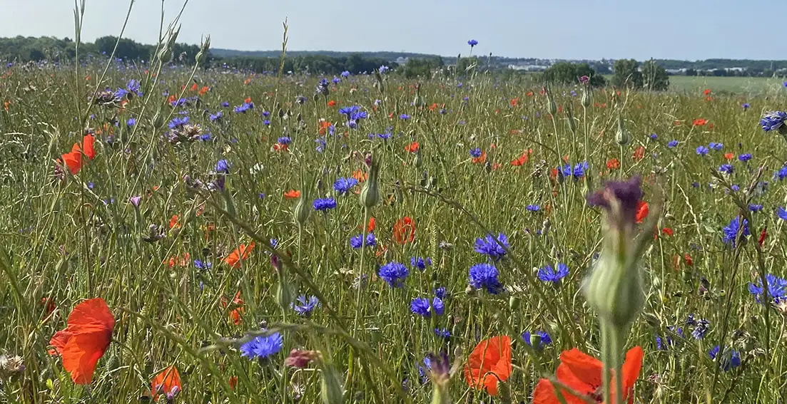 Champ de coquelicots Ferme de Pontaly Champs de la Ferme de Pontaly à perte de vue avec en premier plan des coquelicots et autres fleurs sauvages