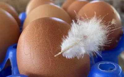 Nutrition : zoom sur les œufs avec l’herboriste Claire Séropian