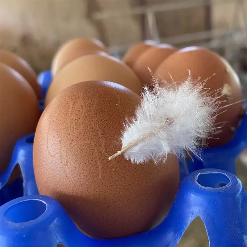 Barquette bleue contenant les oeufs bio de la Ferme de Pontaly, dont un oeuf porte une jolie plume