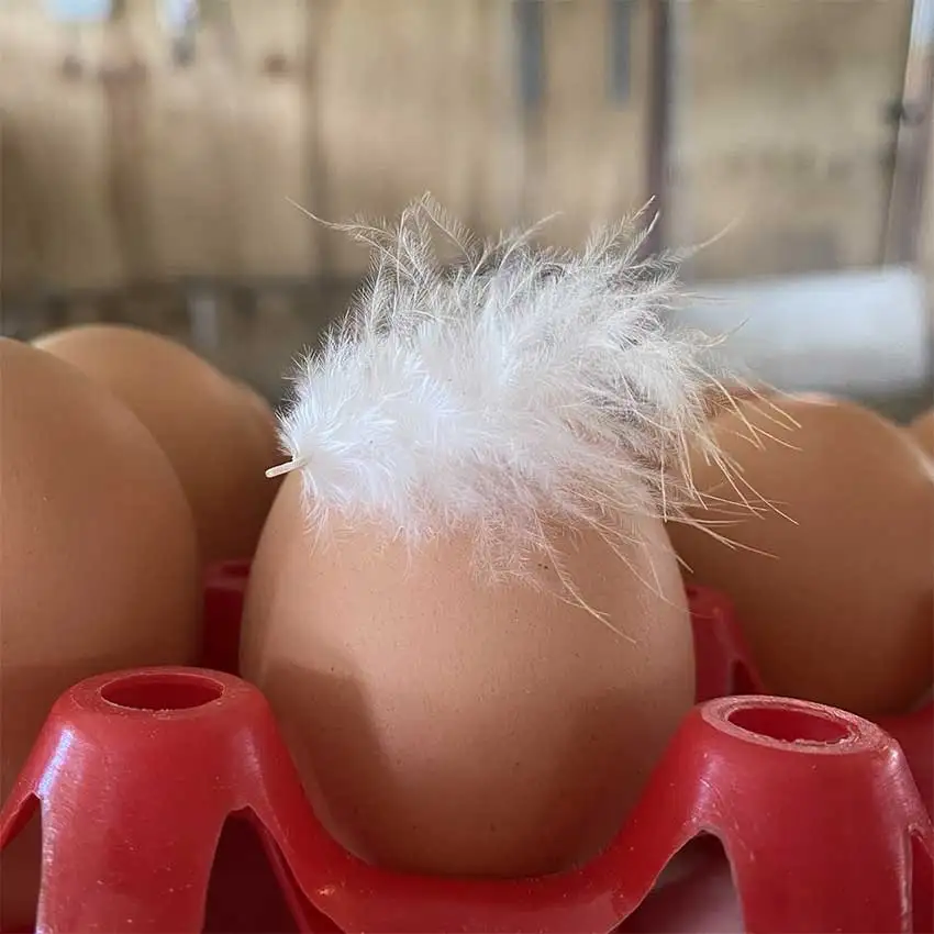 Des oeufs dans une barquette rouge et sur l'in d'eux, une petite plume