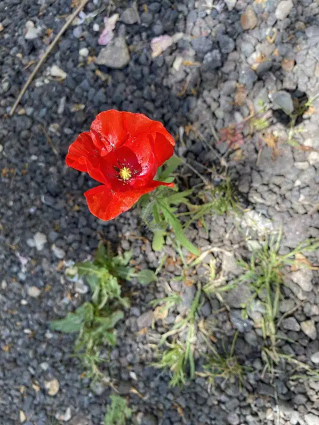 Coquelicot experience sensorielle Ferme de Pontaly Fleur de coquelicot sur sol minéral